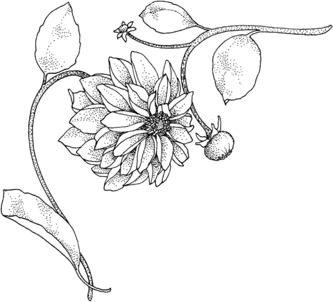 Dahlia 1 Coloring Page